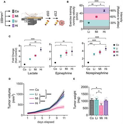 Exercise intensity governs tumor control in mice with breast cancer